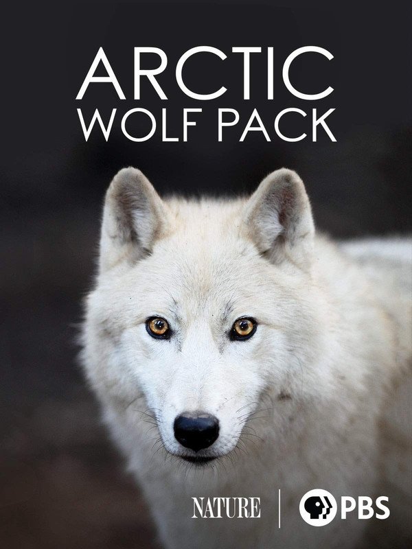 Постер Nature: Arctic Wolf Pack